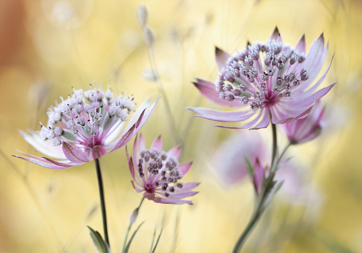 Grote poster van Astrantia