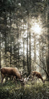 Deer In Forest Plakat - Posterbox.dk