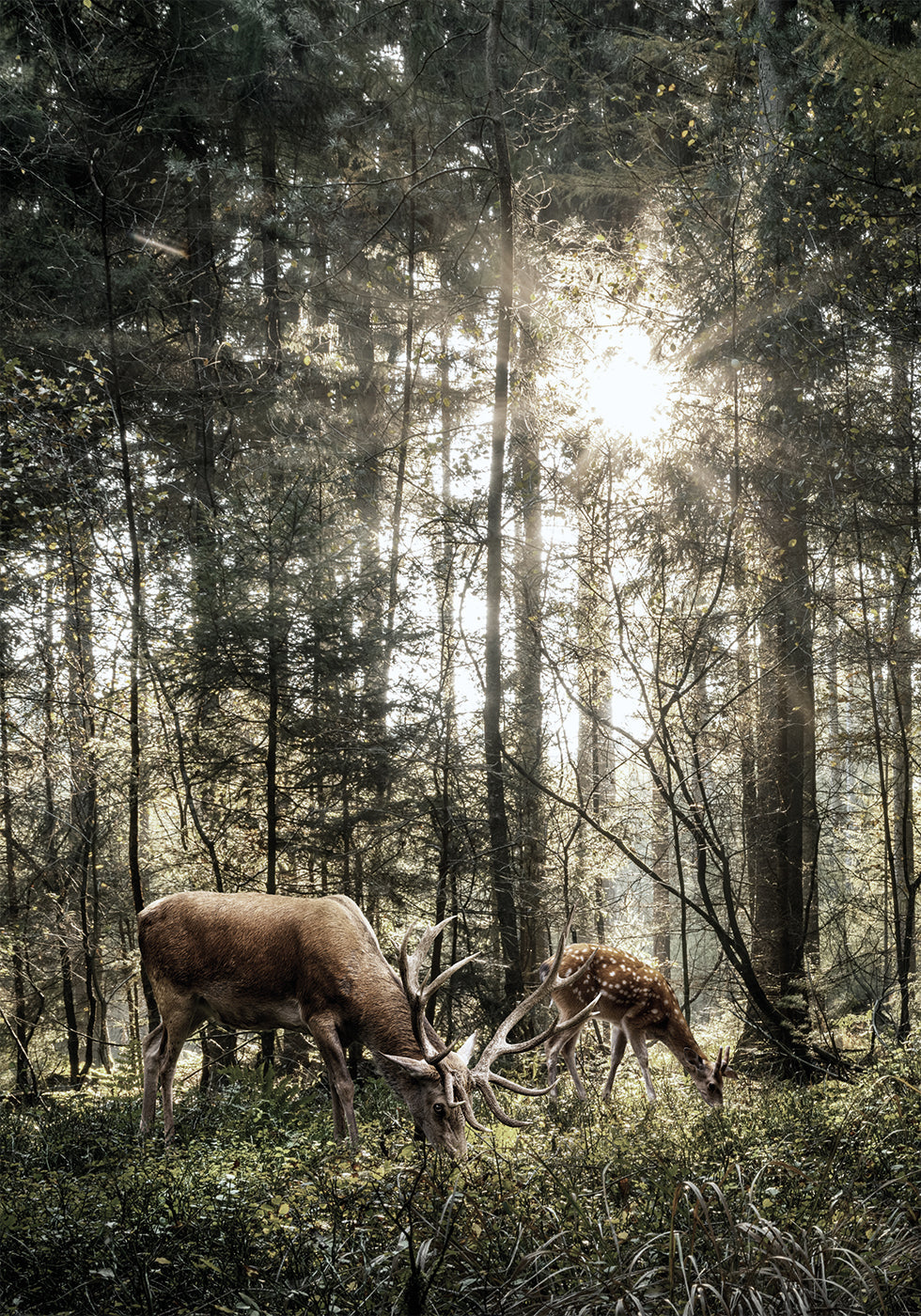 Deer In Forest Plakat - Posterbox.dk