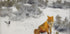 Fox in Winter Landscape By Bruno Liljefors No. 2 Plakat - Posterbox.dk