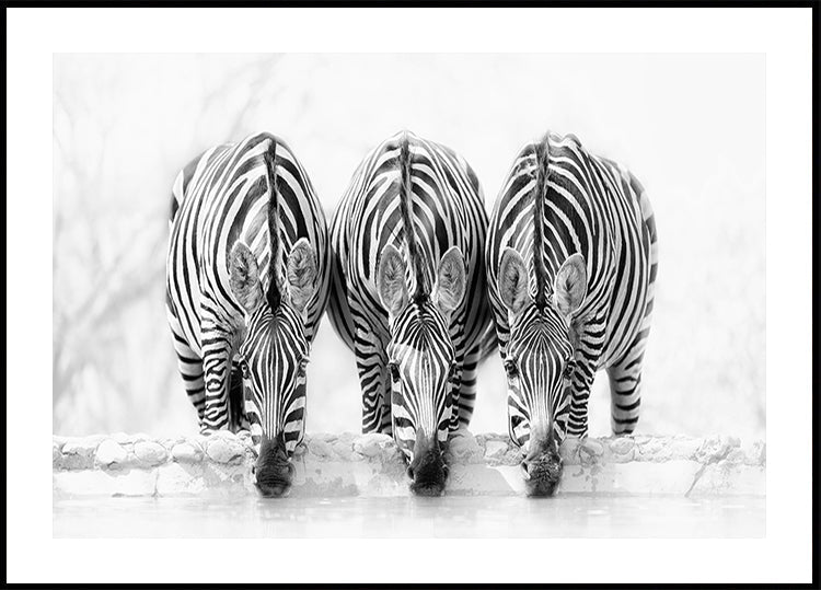 Zebra's affiche