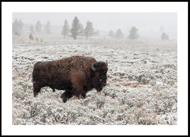 Late herfst Yellowstone