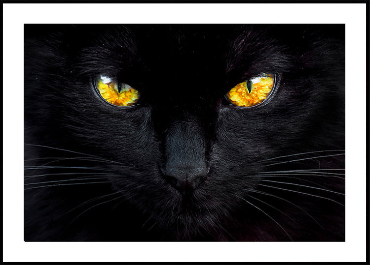 De hypnotiseur van de nacht