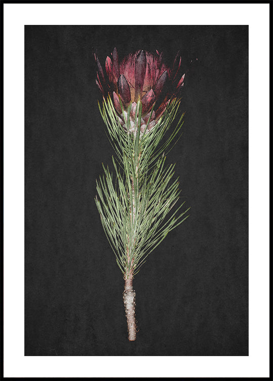 Protea sereniteit poster