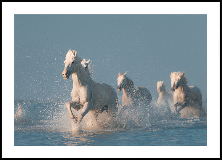 Engelen van de Camargue-poster