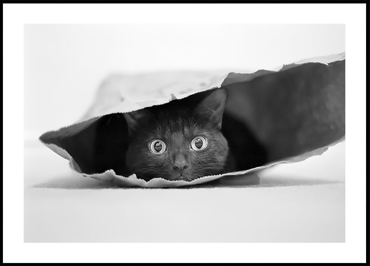 Kat in een zakposter