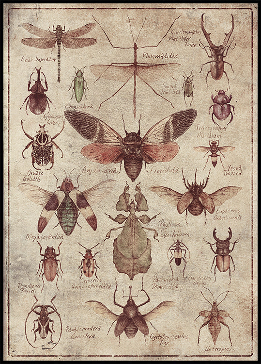 Vintage-stijl insectenposter