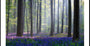De affiche van Bluebell