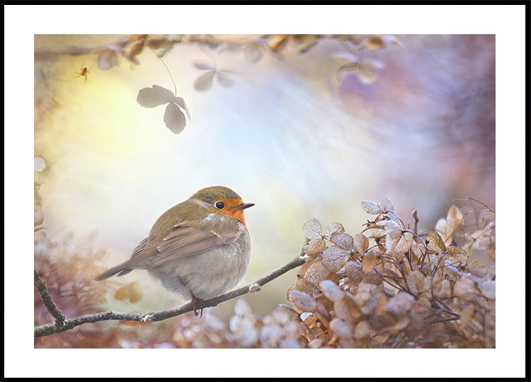Robin over dromen
