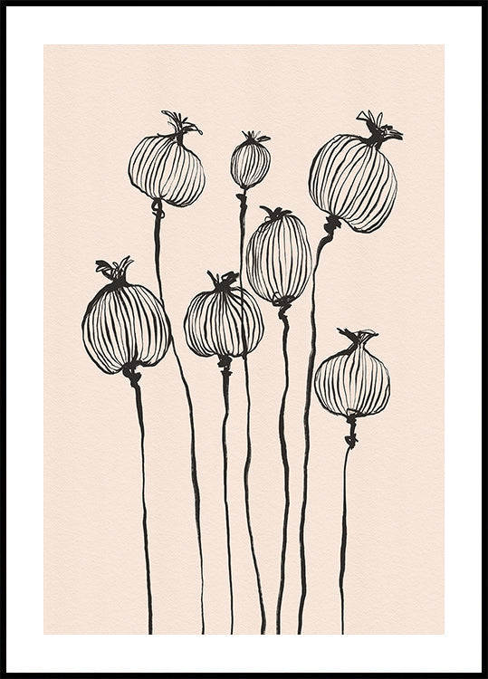 Papaver peulen Poster