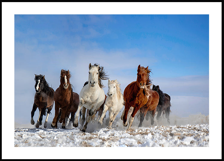Mongoolse paarden