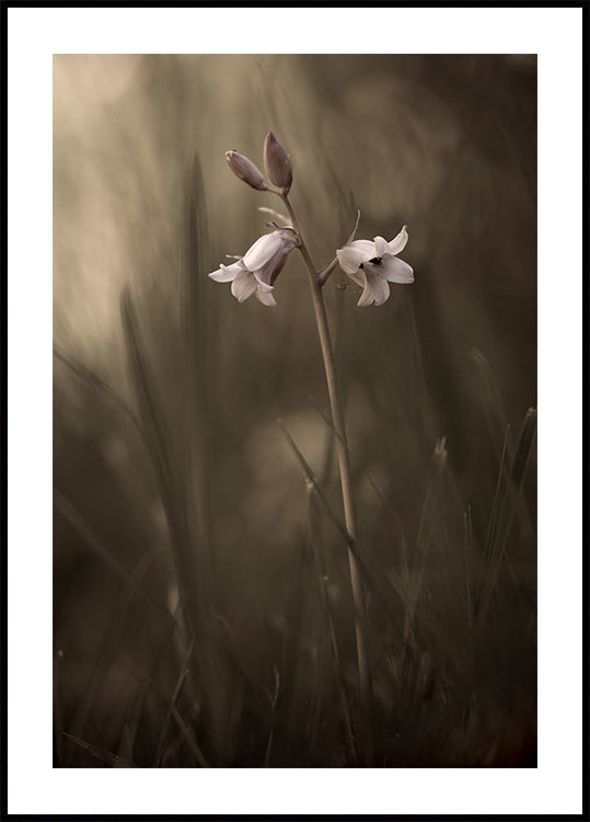 Een kleine bloem op de grond Poster