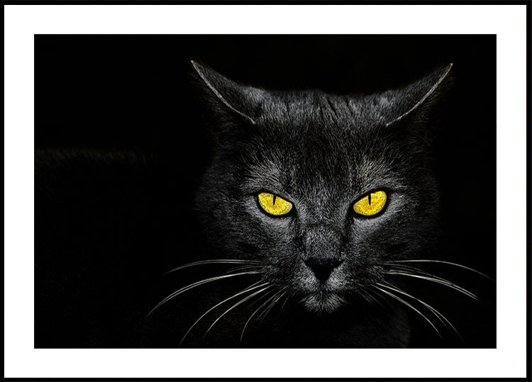 Zwarte kat-poster