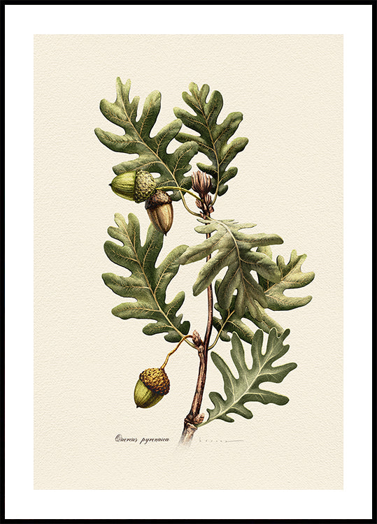 Plantkunde Quercus Pyrenaica Poster