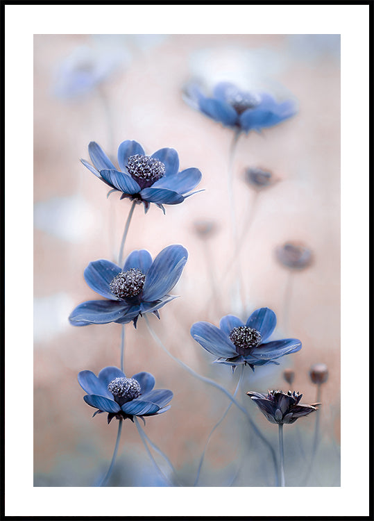 Kosmos blauw
