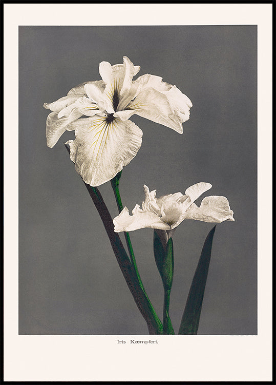 Iris Kæmpferi-poster