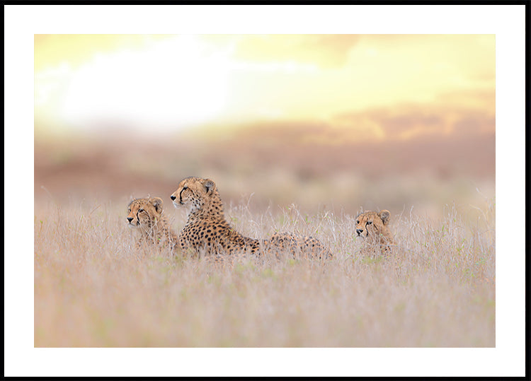 Cheetah familie poster