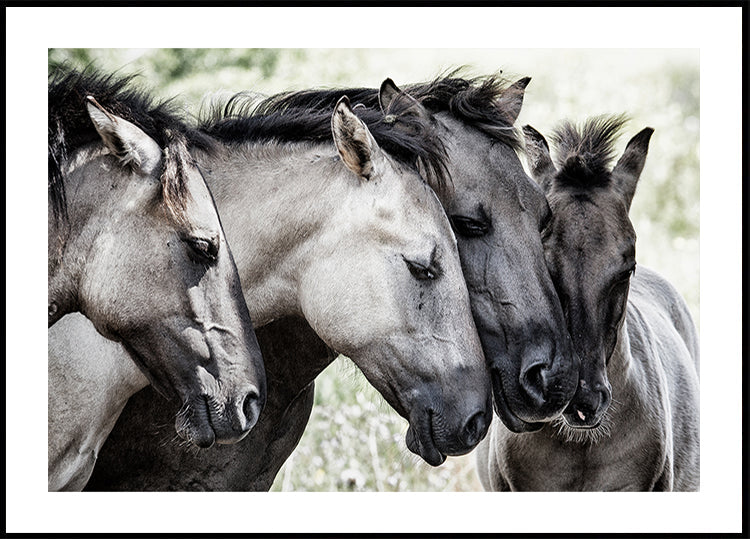 Vier Konikpaarden