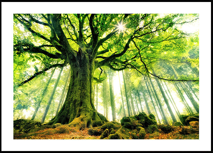 Ponthus' beukenposter