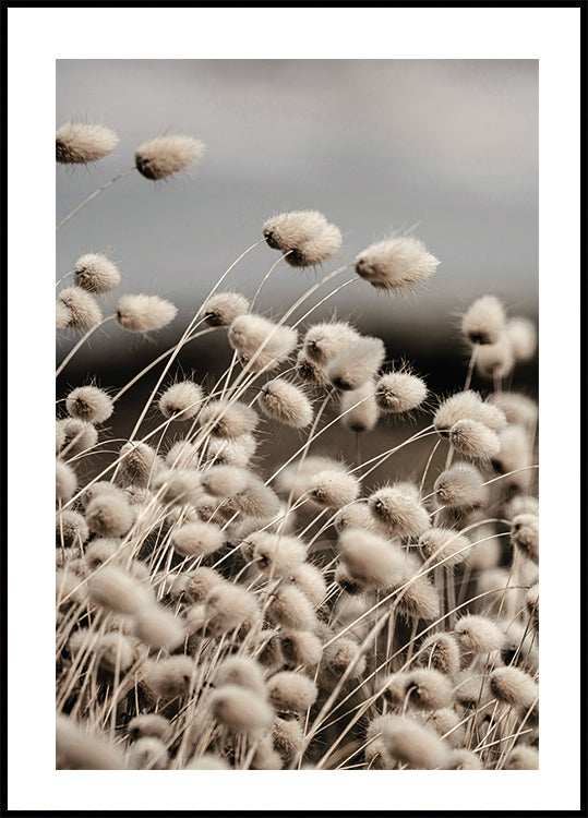 Reeds Field Plakat - Posterbox.dk