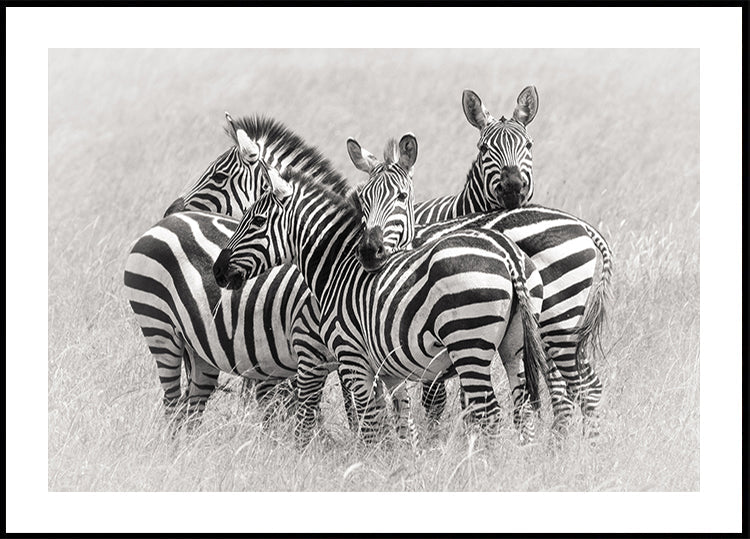 Zebra's