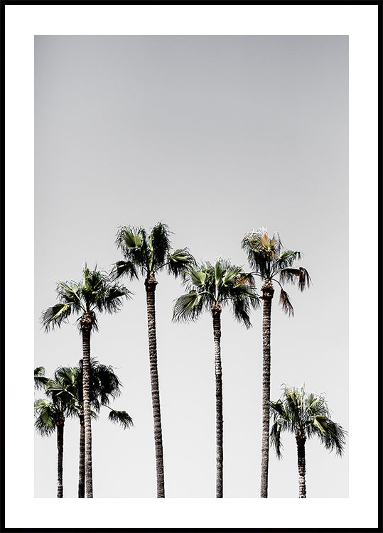 Palmbomen 5 Poster