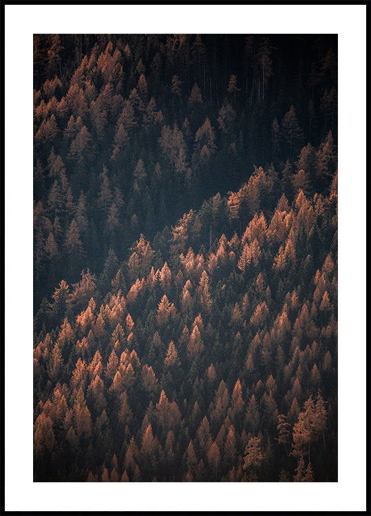 Herfstbos 2
