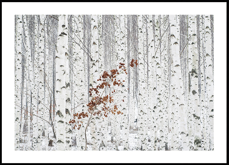 Van Witte Affiche