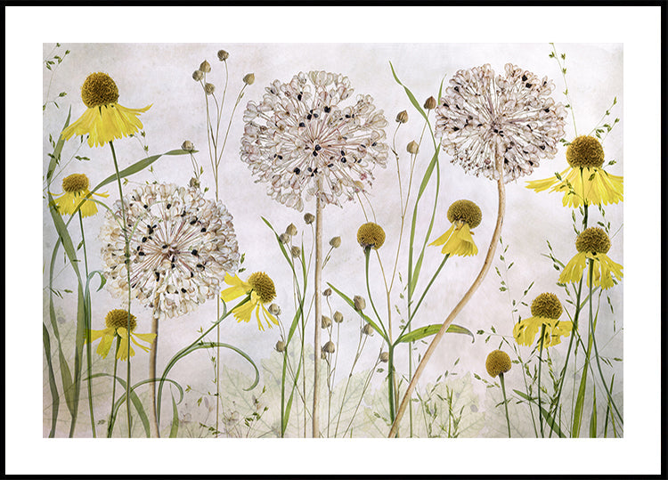 Alliums en Heleniums-poster