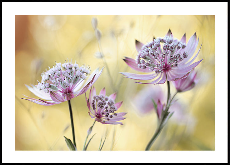 Grote poster van Astrantia