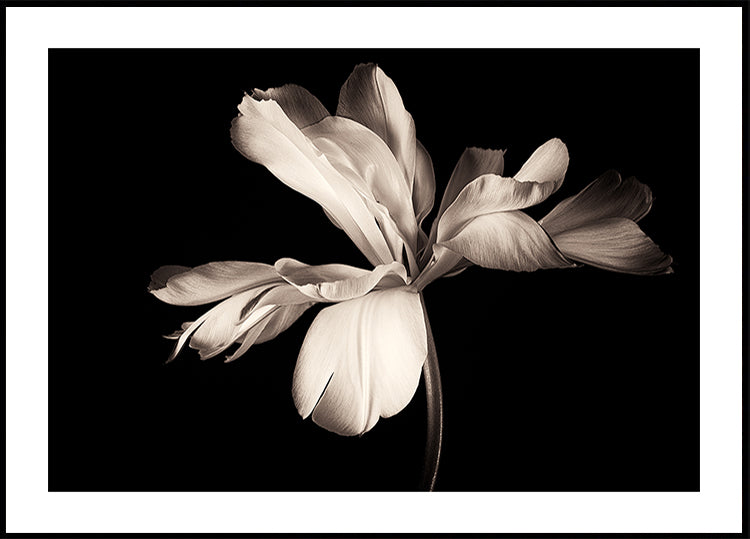 Tulp exotische keizer poster