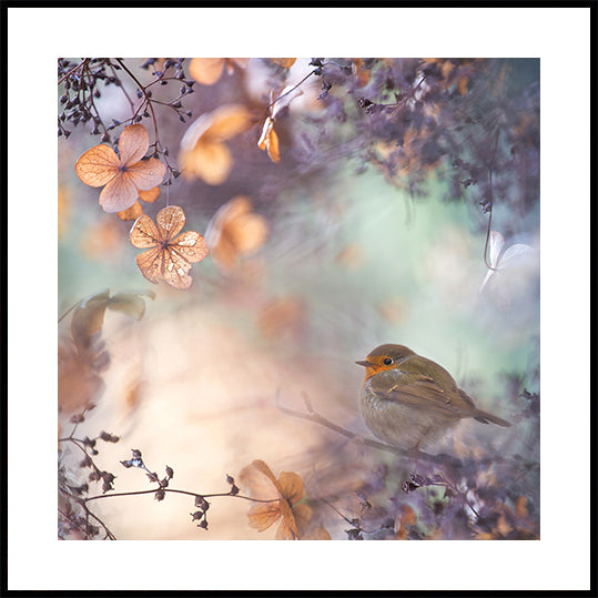 Hortensia fantasie poster