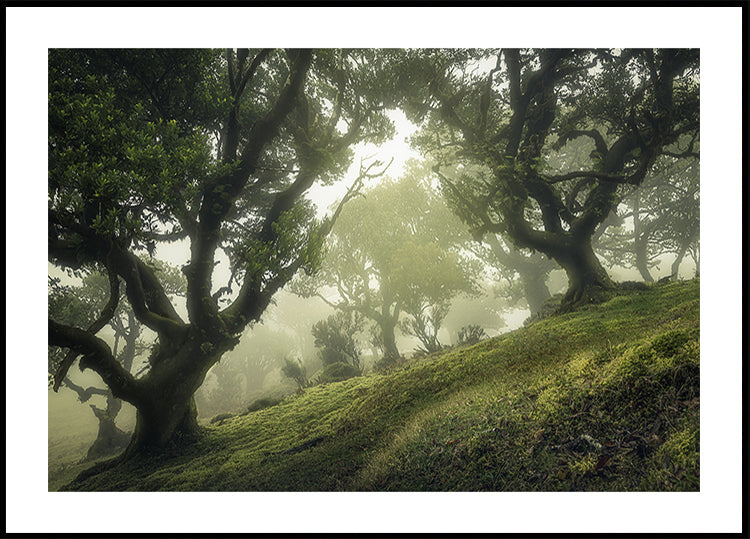 Betoverde bos-poster