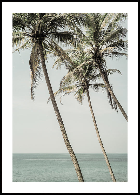 Oceaanbries palmen poster