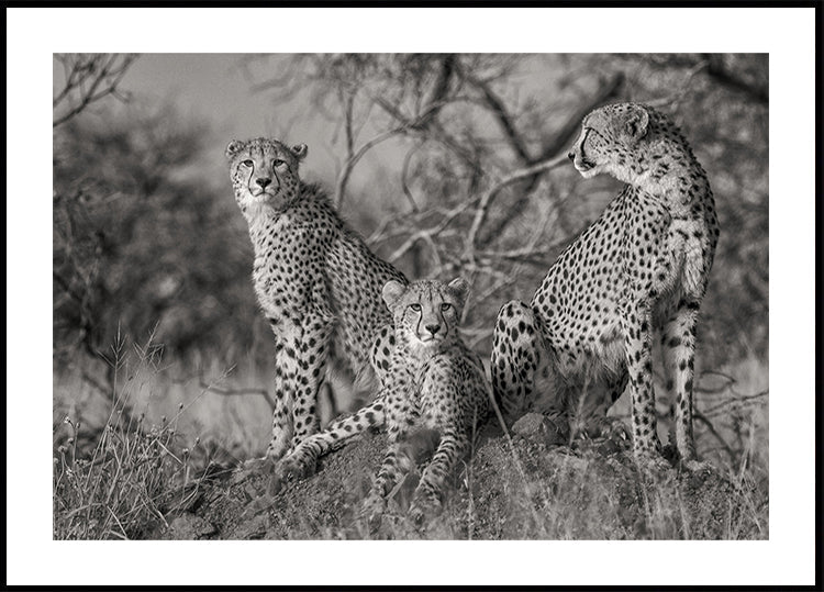 Drie katten-poster