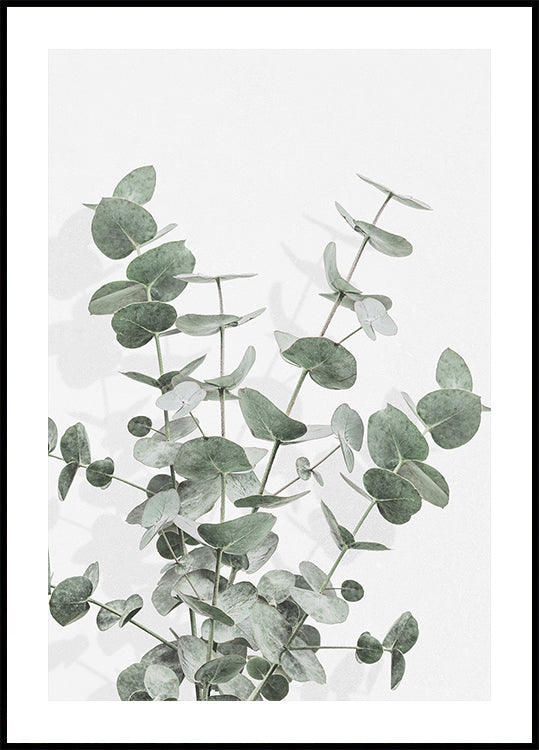 Eucalyptus Creatieve 16 Poster
