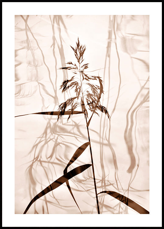 Riet reflectie Poster