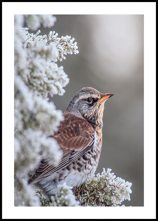 Kramsvogel in een winterse omgeving Poster