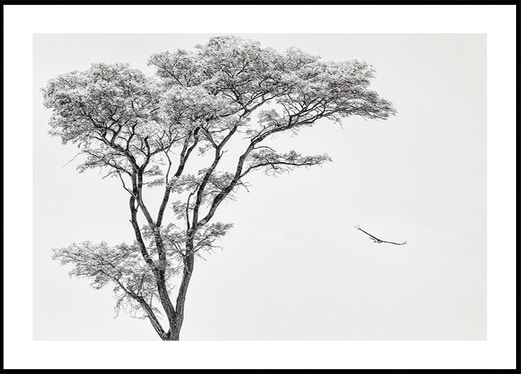 de Afrikaanse adelaarposter