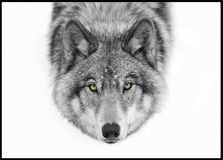 Yellow eyes - Timber Wolf Plakat
