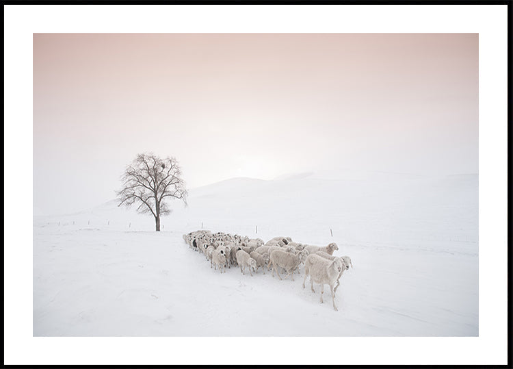 Kudde op zoek naar voedsel Poster