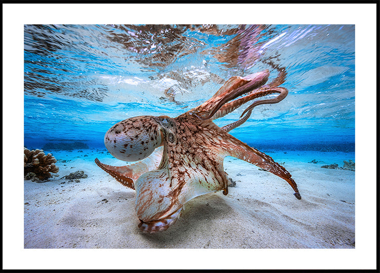 Dansende Octopus-poster