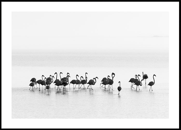 Flamingo's