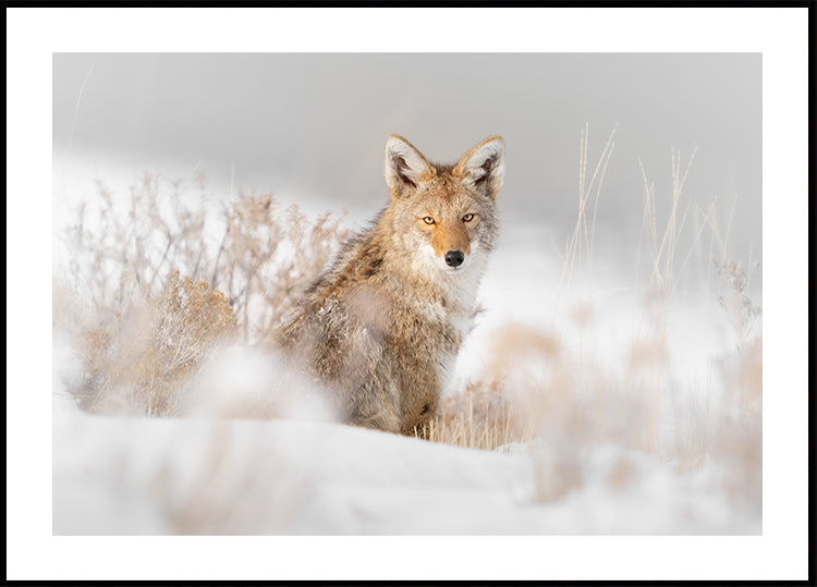 Coyote zittend op de sneeuw-poster