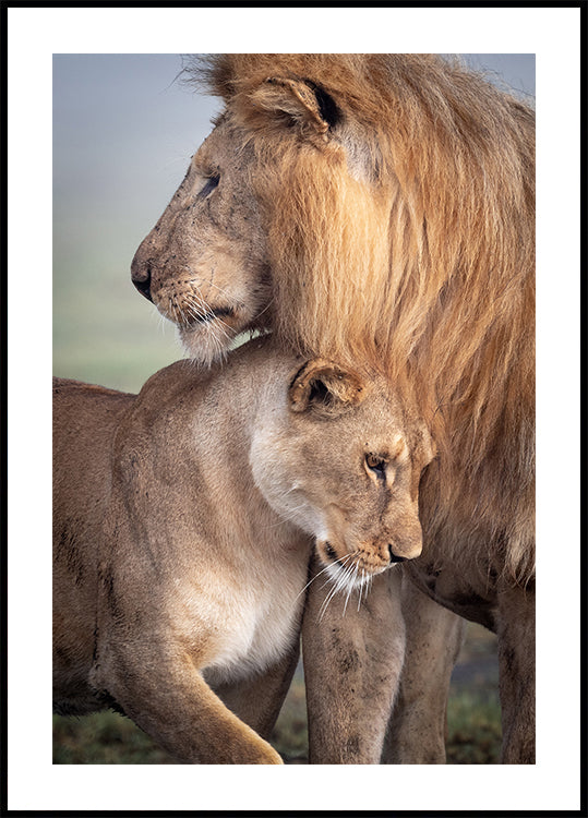 Wilde liefde-poster