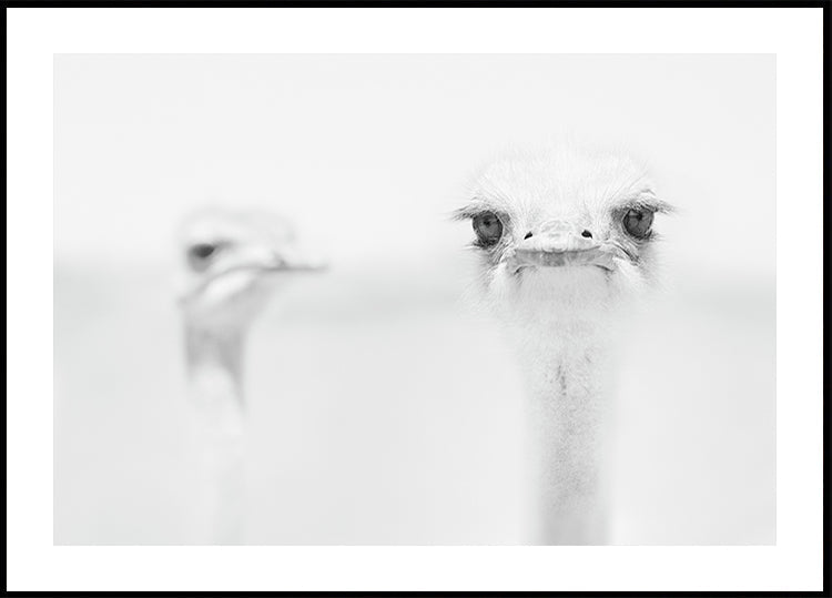 Grappige struisvogel