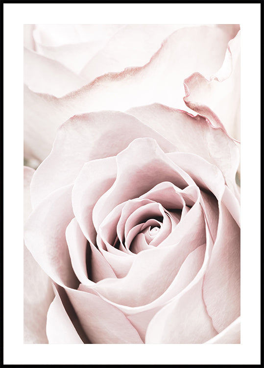 Roze roos nr. 05-poster