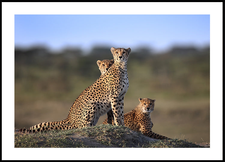Cheeta's familie poster