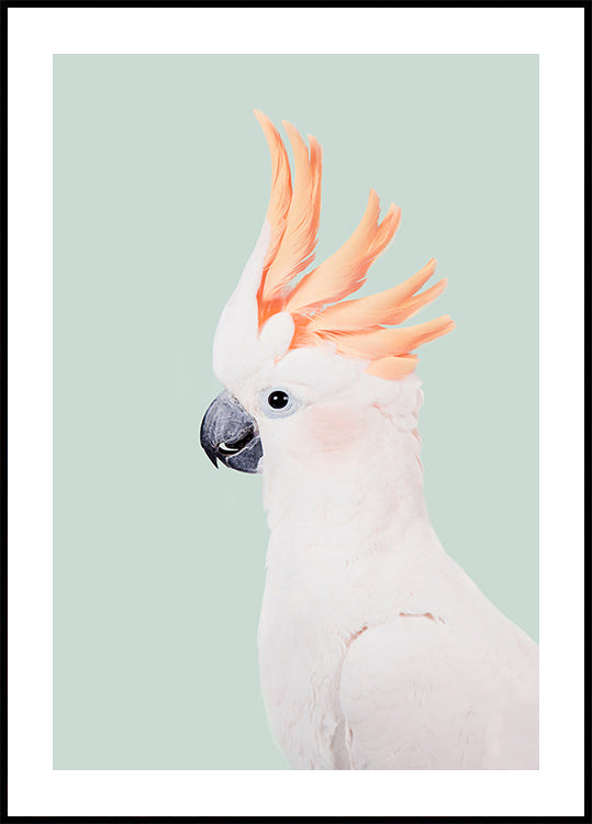 Kaketoe-poster