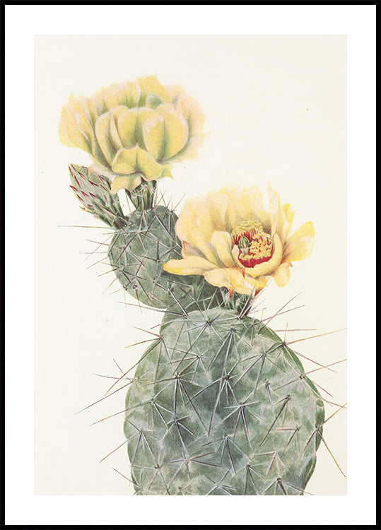 Missouri Prickly Pear van Noord-Amerikaanse wilde bloemen (1925) door Mary Vaux Walcott. Affiche